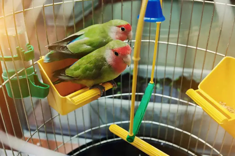 Uitstekend browser draagbaar Top 4 Vogel speelgoed in 2022 • Getest door onze vogels