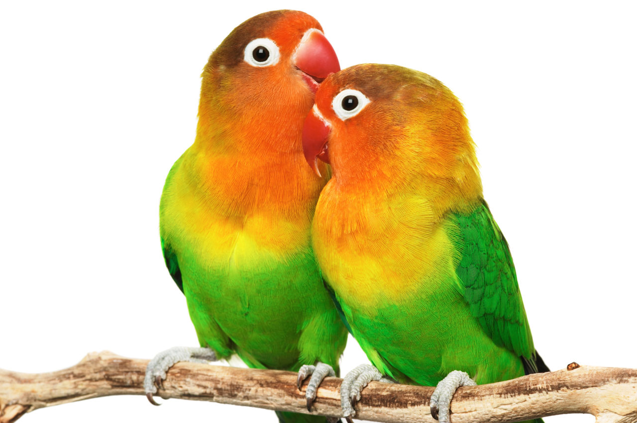 Agapornis ook wel Lovebirds genoemd • Complete beschrijving